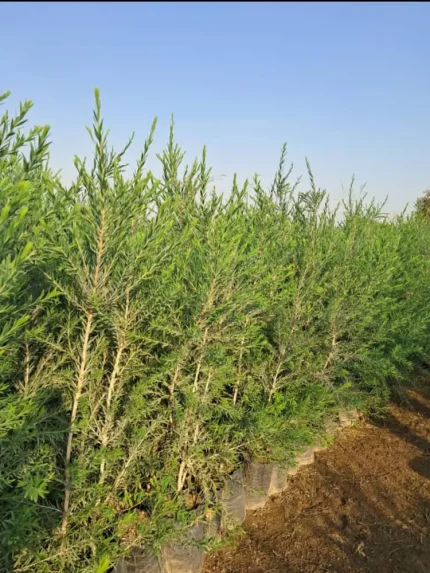 نهال شیشه‌ شور