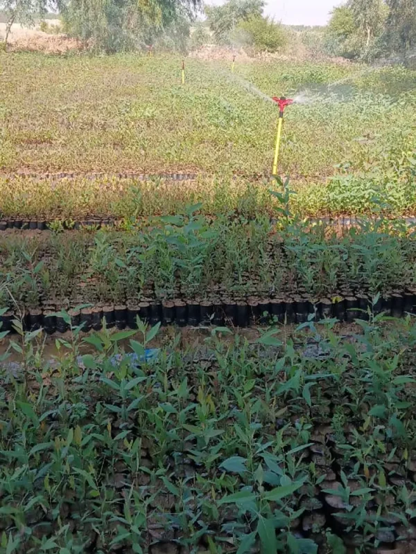 قیمت نهال اکالیپتوس در شیراز