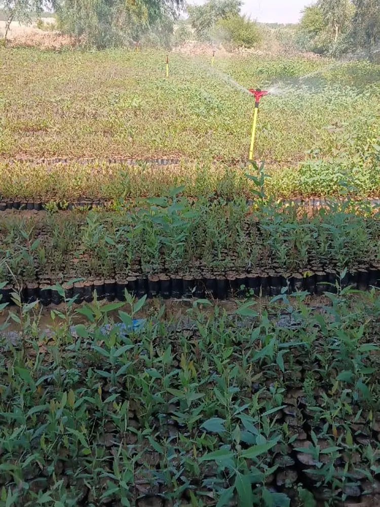 قیمت نهال اکالیپتوس در شیراز