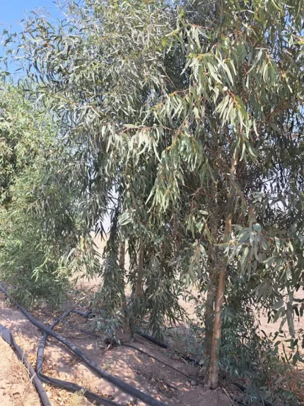 نهال اکالیپتوس دزفول فروش درخت اکالیپتوس