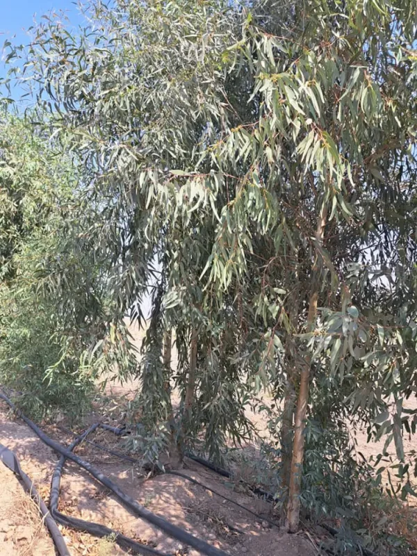 نهال اکالیپتوس دزفول فروش درخت اکالیپتوس