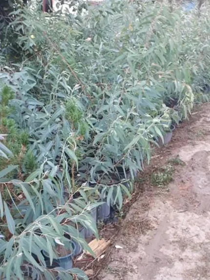 نهال اکالیپتوس دزفول فروش درخت اکالیپتوس