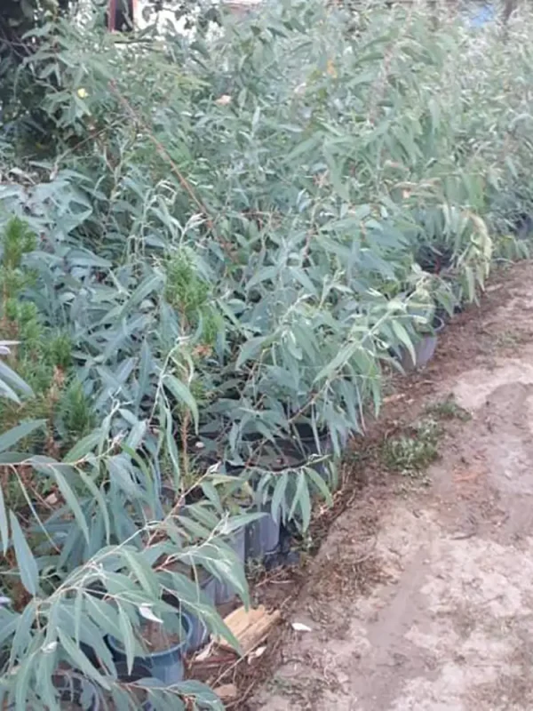 نهال اکالیپتوس دزفول فروش درخت اکالیپتوس